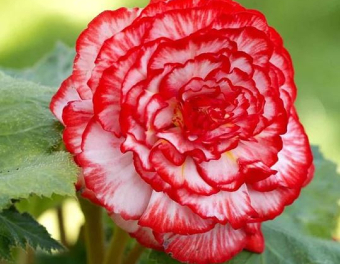 Begónia ´Marmorata´
