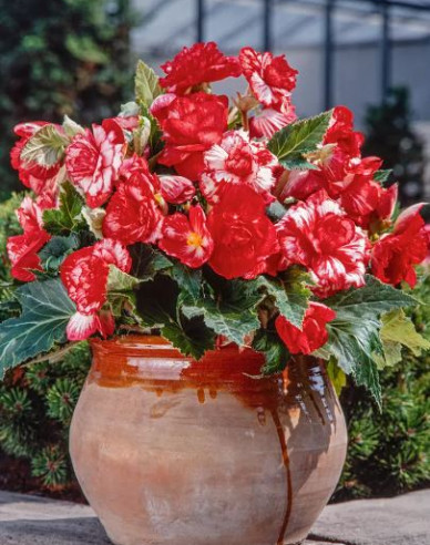 Begónia ´Marmorata´