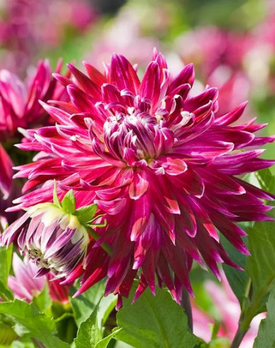 Dahlia ´Vancouver´