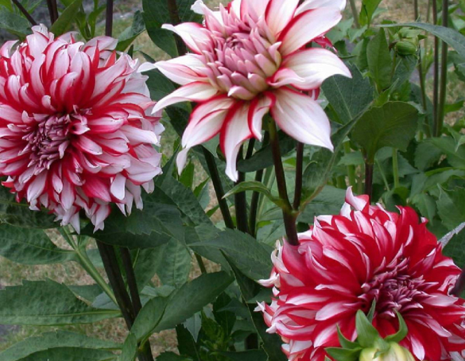 Dahlia ´Santa Claus´