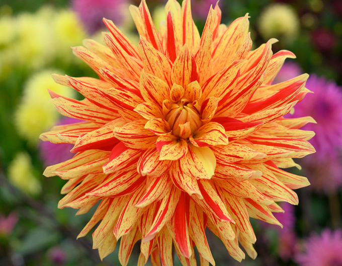 Dahlia ´Striped Vulcan´
