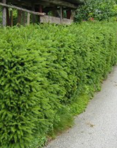 Smrek obyčajný, voľnok.