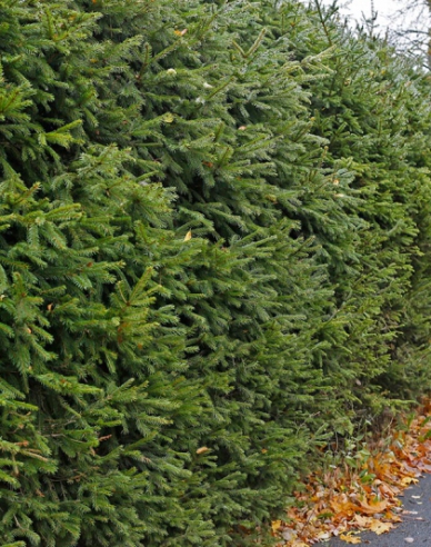 Smrek obyčajný, voľnok.