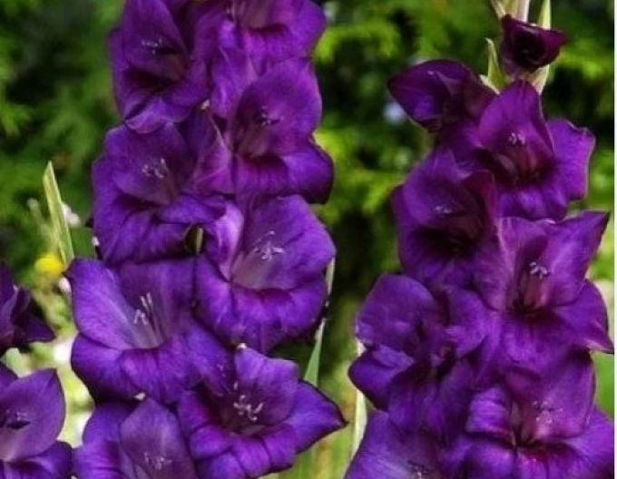 Gladiola ´Volbeat´