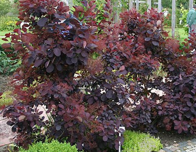 Škumpa vlasatá ´Royal Purple´ 175 - 200cm