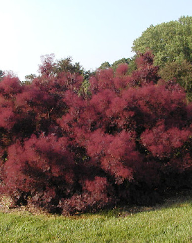 Škumpa vlasatá ´Royal Purple´ 175 - 200cm