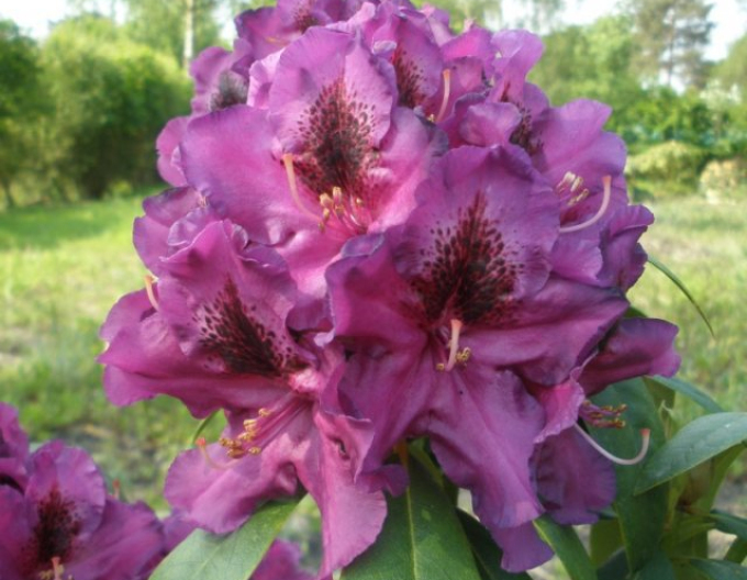 Rododendrón ´Purple Splendor´