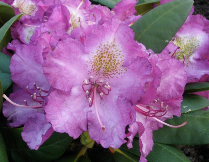 Rododendrón ’Bohlken’s Lupinenberg Laguna’