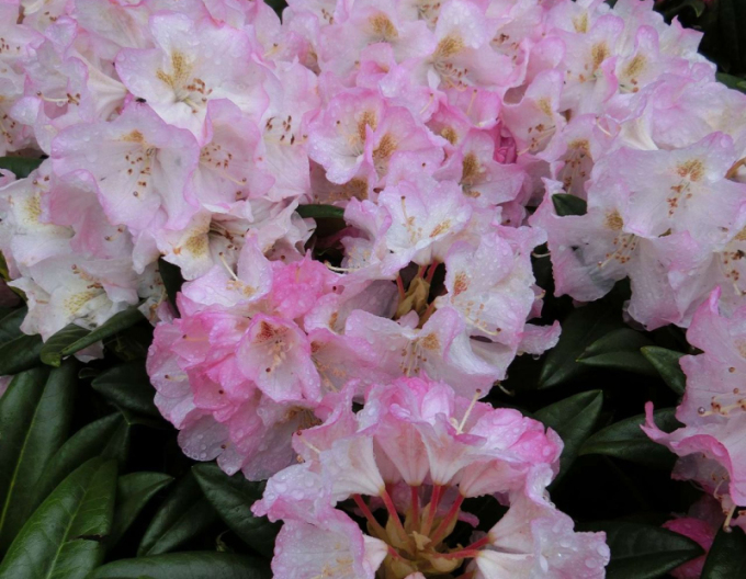 Rododendrón ’Brigitte’