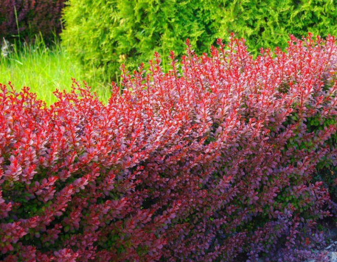 Dráč thumbergov ´Atropurpurea´