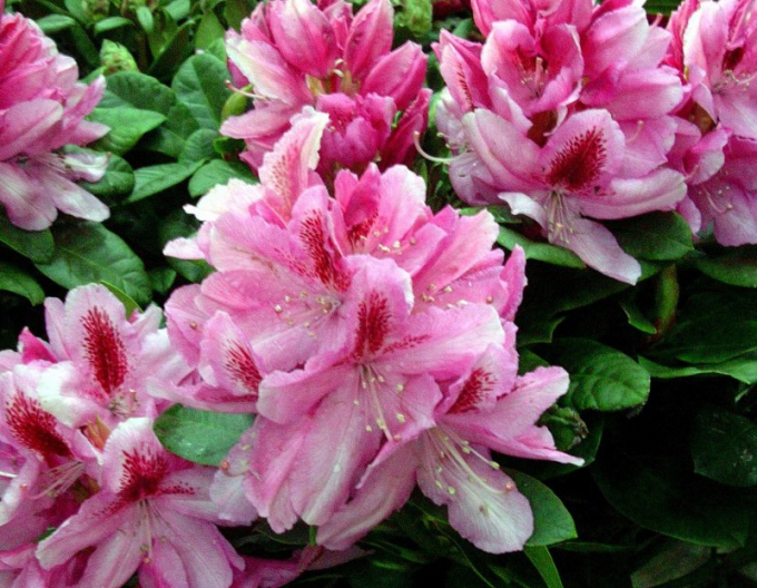Rododendrón ’Furnivall´s Daughter´