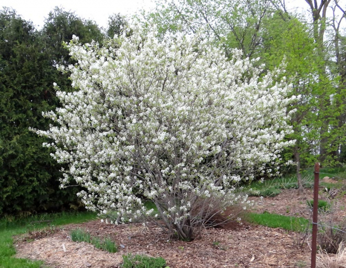 Muchovník  ’Honeywood’ 175/200