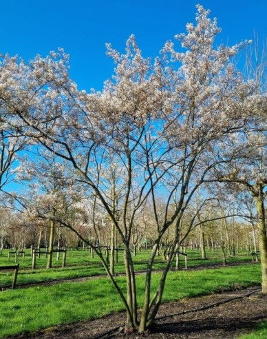 Muchovník Lamarckov