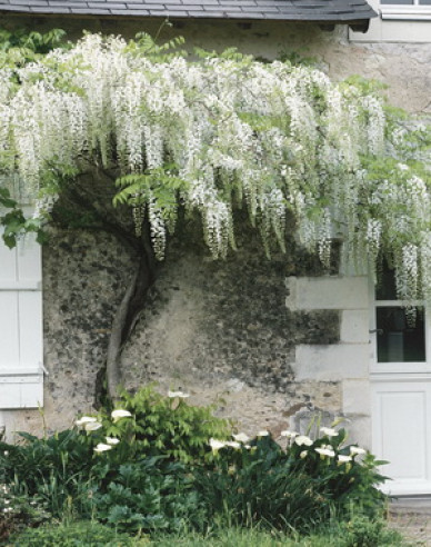 Vistéria čínska ´Alba´ 175 - 200cm