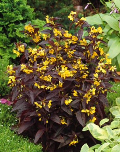 Čerkáč  ´Firecracker´