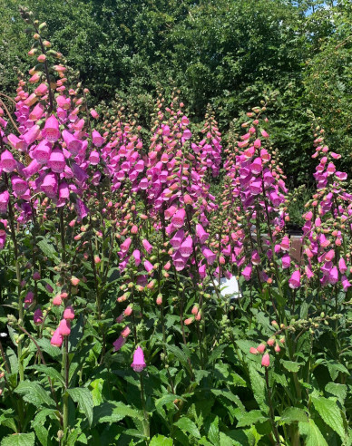 Náprstník ´Summer King´