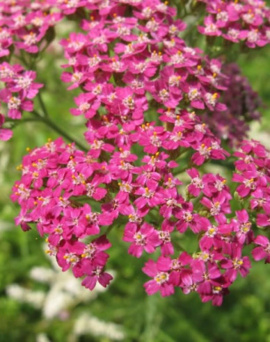 Rebríček obyčajný ´Cerise Queen´