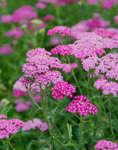 Rebríček obyčajný ´Cerise Queen´