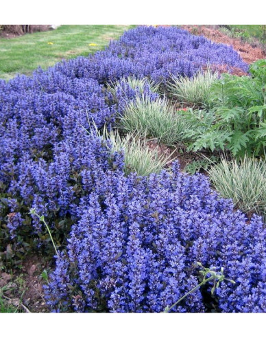 Zbehovec plazivý ´Chocolate Chip´