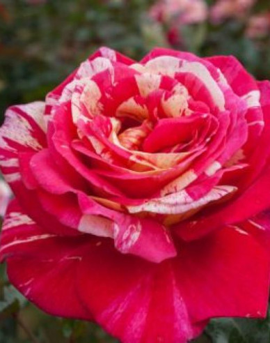 Ruža stromčeková ´PAPAGENO´