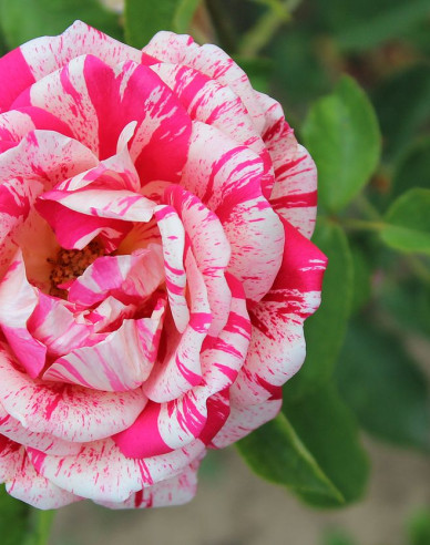 Ruža stromčeková ´PAPAGENO´