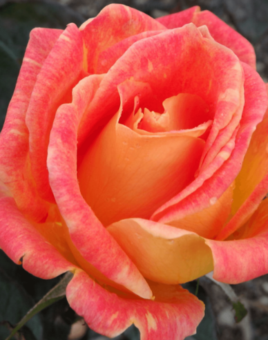 Ruža stromčeková ´Harry Wheatcroft´