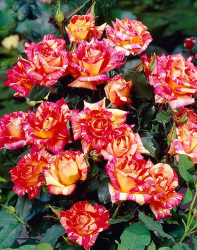 Ruža stromčeková ´Harry Wheatcroft´