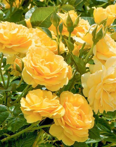 Ruža stromčeková ´Gold River´