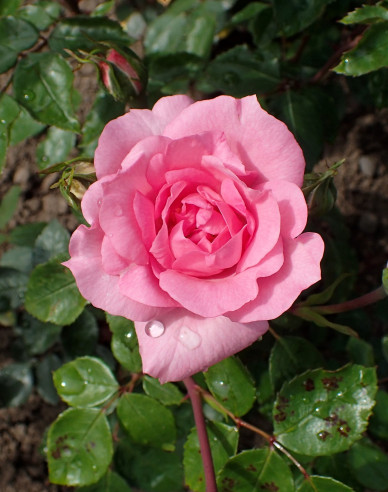 Ruža stromčeková ´Bordure Rose´