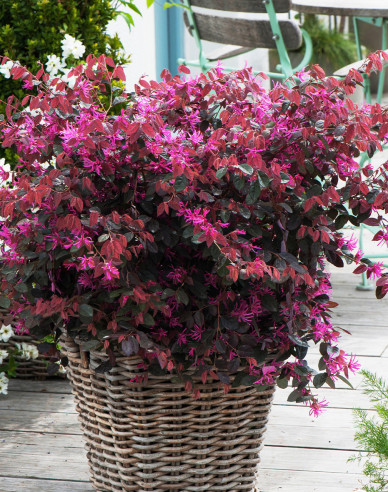 Loropetalum čínske ´Fire Dance´