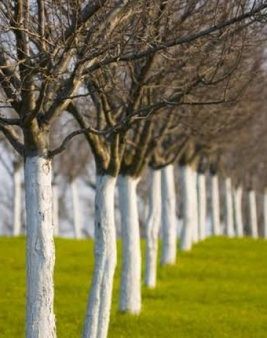 Biovita Vápno na bielenie stromov a kríkov vedierko 1kg