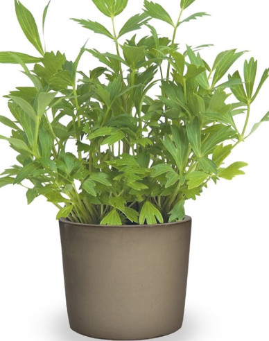 Ligurček lekársky 2,5l