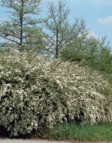 Tavoľník van Houtteho