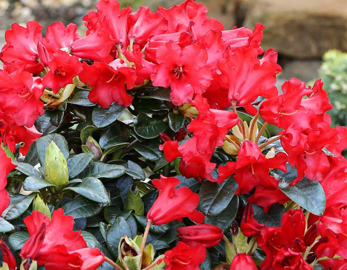 Rododendrón ´Bengal´