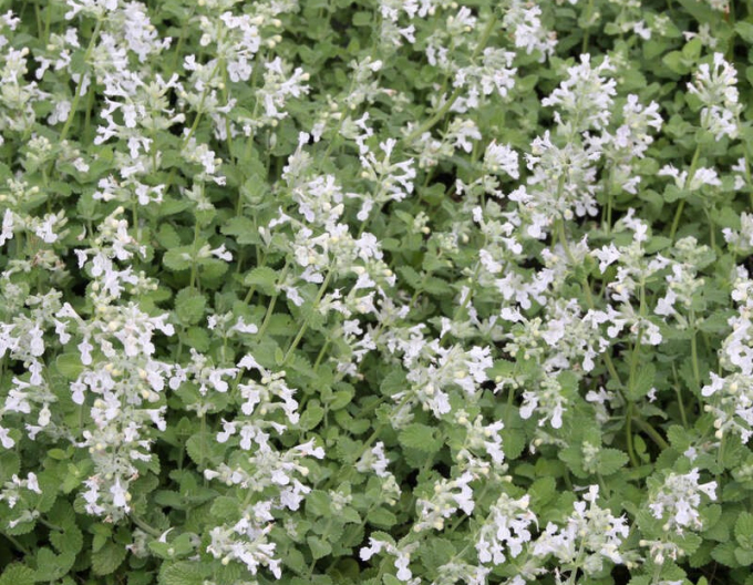 Kocúrnik záhradný ´Snow Flake´