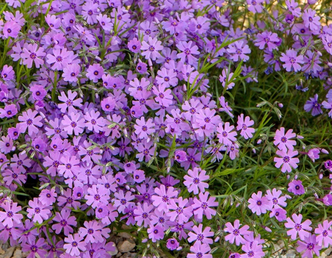 Flox šidlolistý ´Purple Beauty´