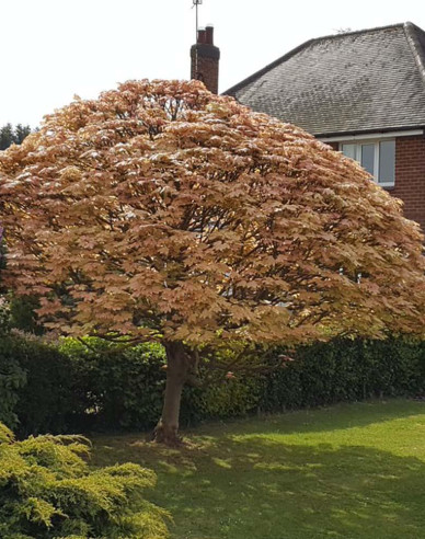 Javor pseudoplatanus ´Brilliantissimum´