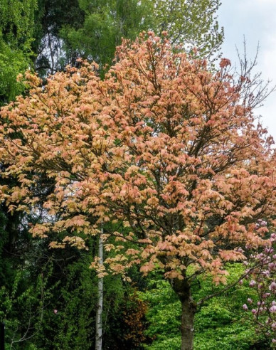 Javor pseudoplatanus ´Brilliantissimum´