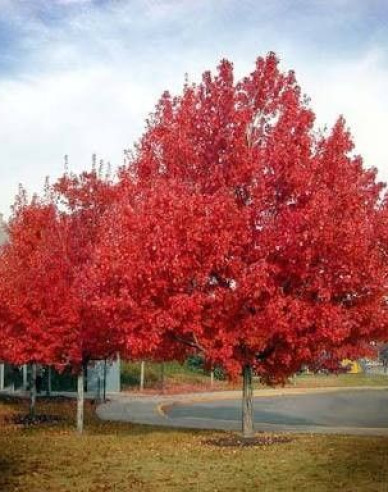 Javor červený ´October Glory´