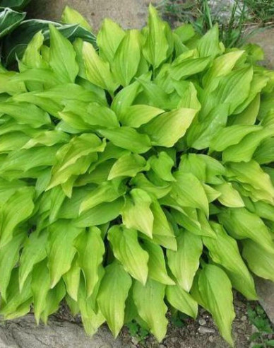 Hosta  ´Lemon Lime´