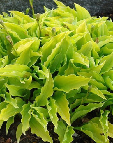 Hosta  ´Lemon Lime´