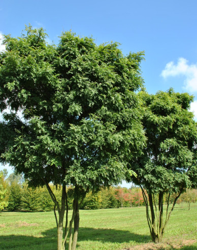 Gledíčia trojtŕňová ´Elegantissima´