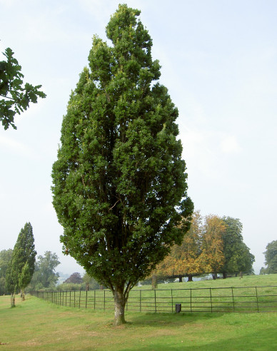 Dub letný ´Fastigiate Koster´