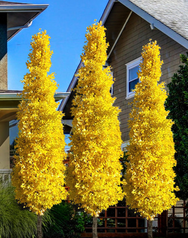 Ginko dvojlaločné ´Obelisk´