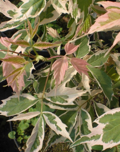 Javor jaseňolistý ´Flamingo´