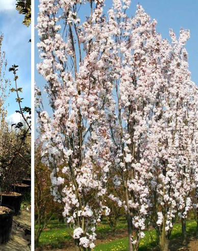 Čerešňa okrasná ´Amanogawa´ (Sakura)