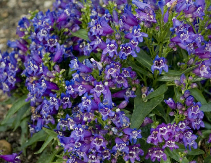 Dráčik ’Pinacolada Violet Shades’