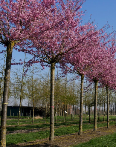 Višňa okrasná ´Fukubana´