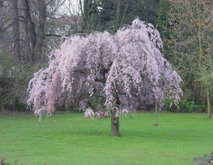 Višňa okrasná ´Pendula Plena Rosea´