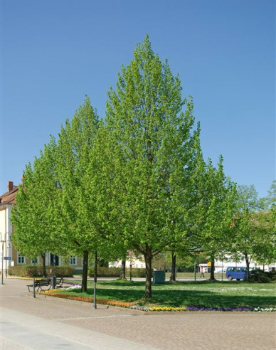 Lipa malolistá ´Greenspire´